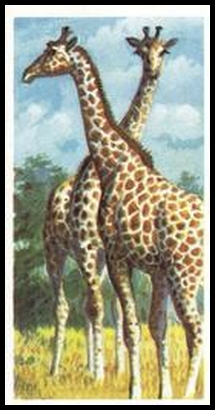 32 Giraffe